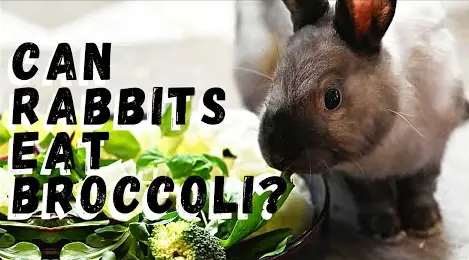 can rabbits eat broccoli?
