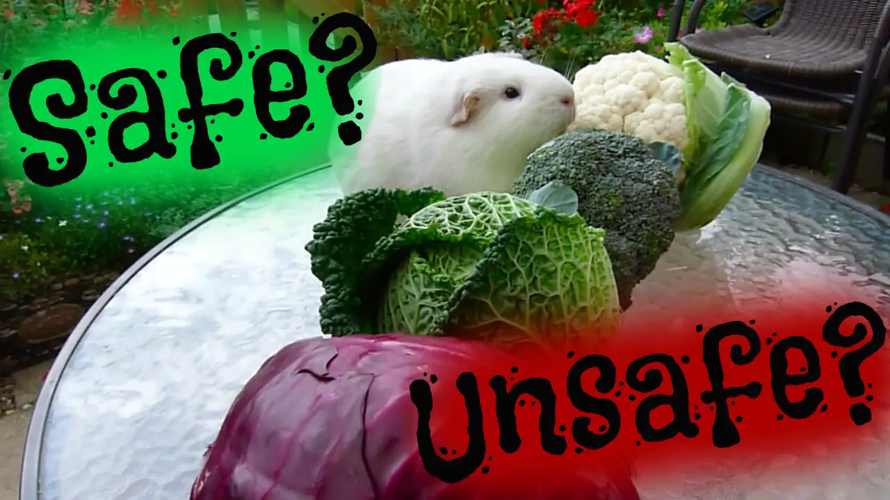 can rabbits eat cabbage?
