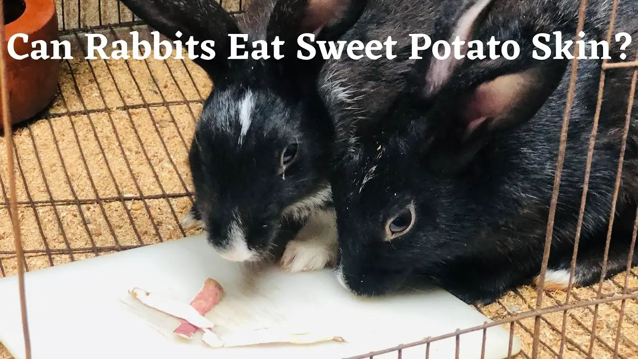 Can rabbits eat sweet potatoes?