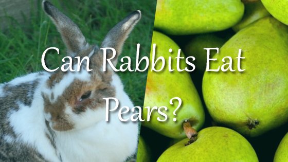 Can rabbits eat pears?