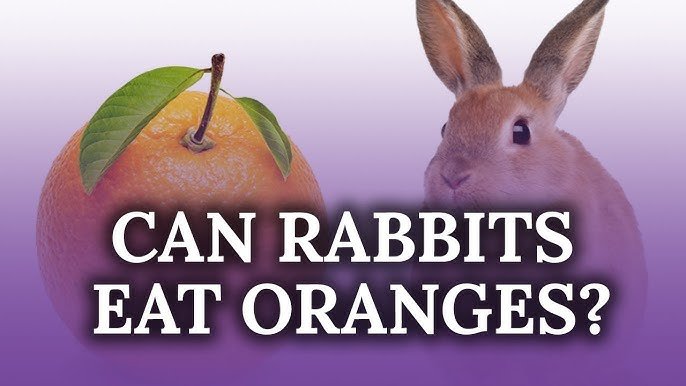 Can rabbits eat oranges?