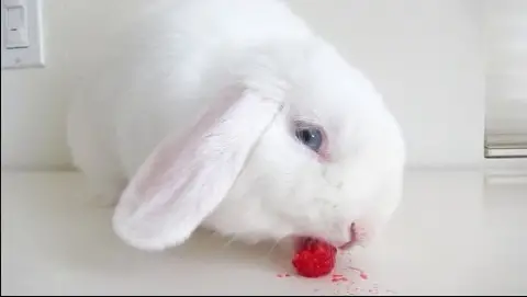 Can rabbits eat raspberries?