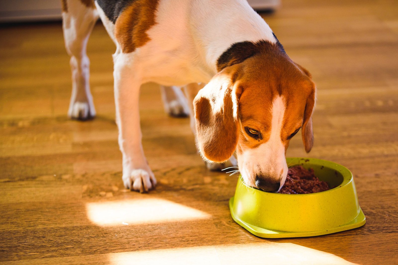 best wet food for dogs